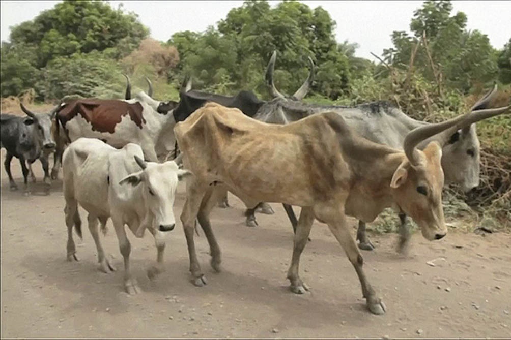 Beef cattle lose weight due to lack of adequate pasture due to drought