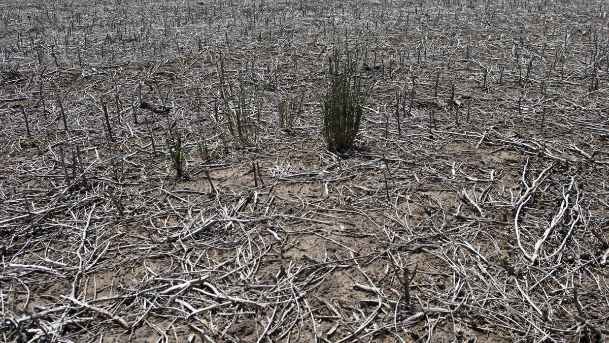 The drought extends throughout the country and jeopardizes the income from agriculture and livestock exports Photo Pepe Mateos