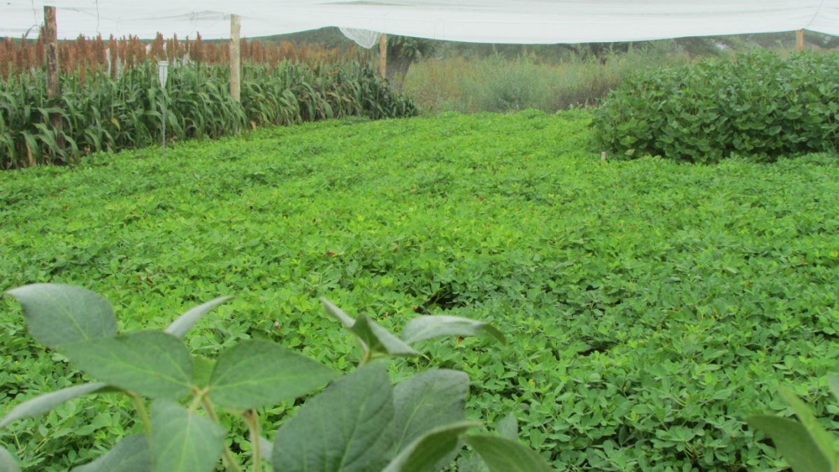 An increase in the soil carbon stock impacts on the biological chemical physical properties